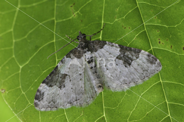 Zwartbandspanner (Xanthorhoe fluctuata)