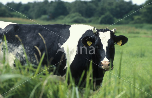 Zwartbonte koe (Bos domesticus)