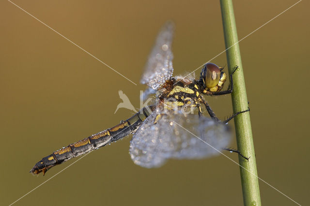 Zwarte heidelibel (Sympetrum danae)