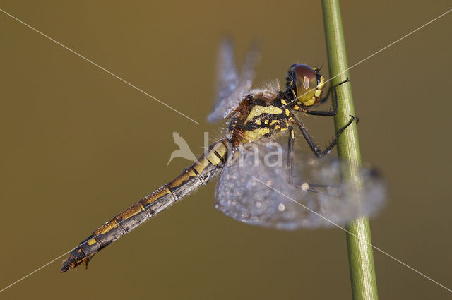 Zwarte heidelibel (Sympetrum danae)