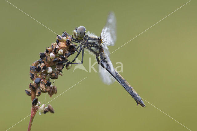 Zwarte heidelibel (Sympetrum danae)