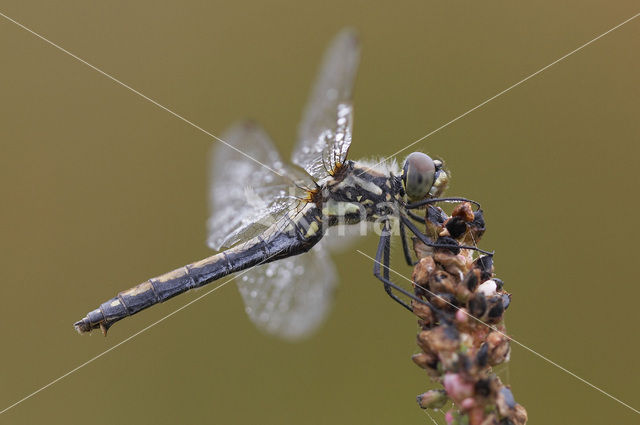 Zwarte heidelibel (Sympetrum danae)