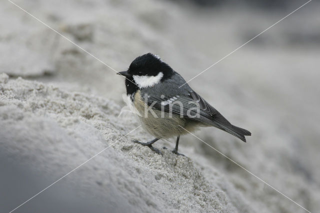 Zwarte Mees (Parus ater)