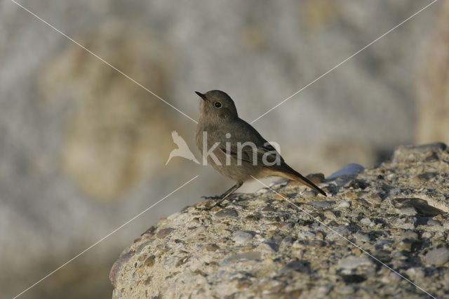 Zwarte Roodstaart (Phoenicurus ochruros)