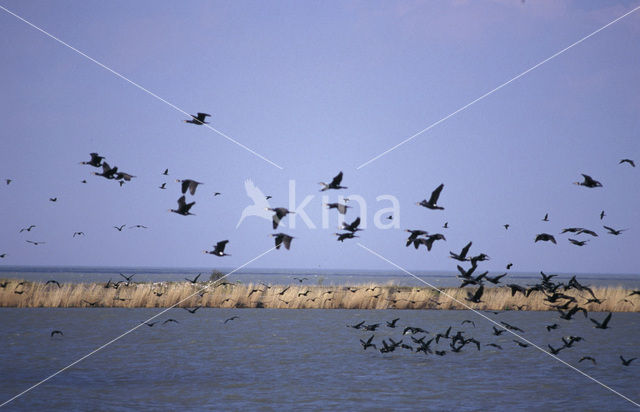 Aalscholver (Phalacrocorax carbo)