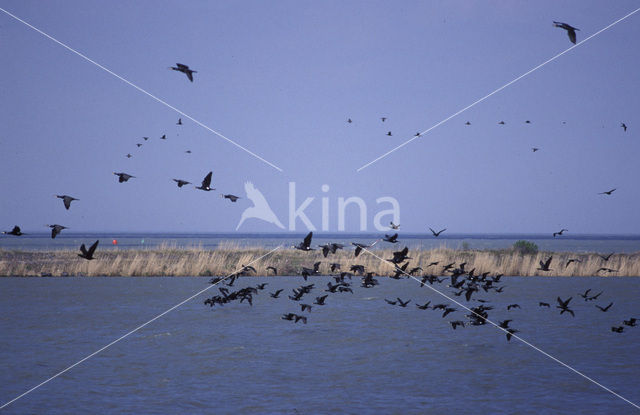 Aalscholver (Phalacrocorax carbo)