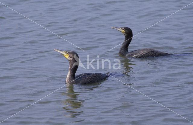 Aalscholver (Phalacrocorax carbo)