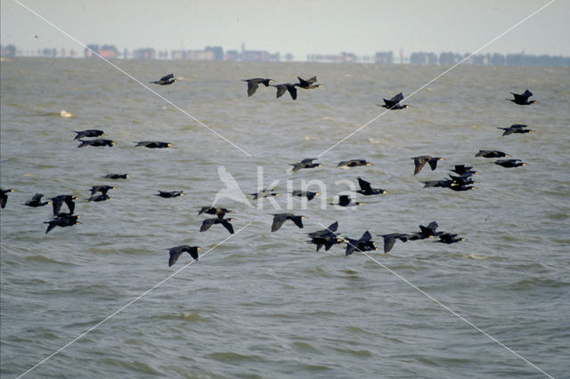 Aalscholver (Phalacrocorax carbo)