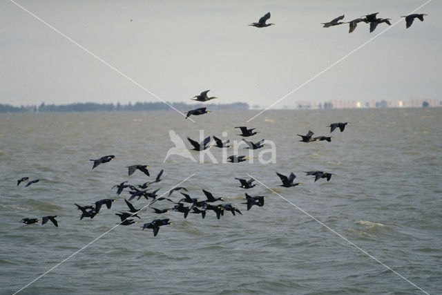 Aalscholver (Phalacrocorax carbo)