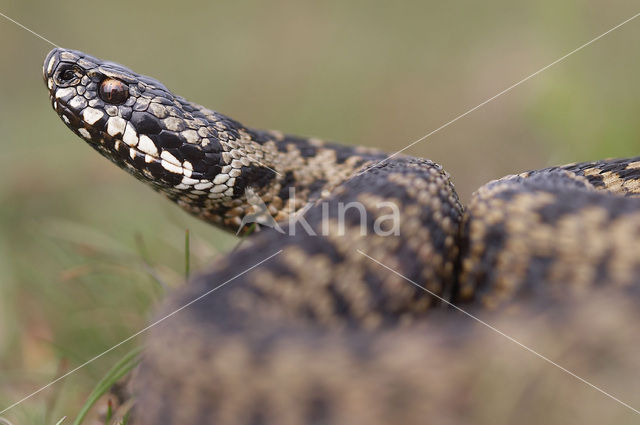 Adder (Vipera berus)