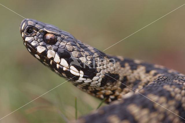 Adder (Vipera berus)