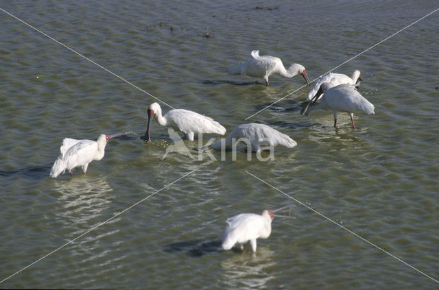 Afrikaanse Lepelaar (Platalea alba)