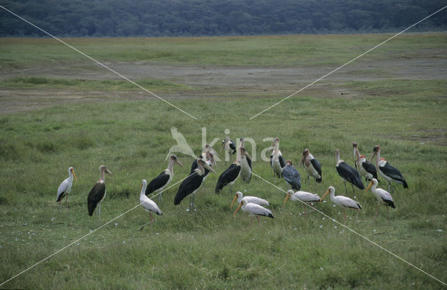 Afrikaanse Maraboe (Leptoptilos crumeniferus)