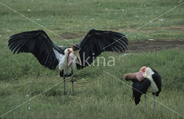 Afrikaanse Maraboe (Leptoptilos crumeniferus)