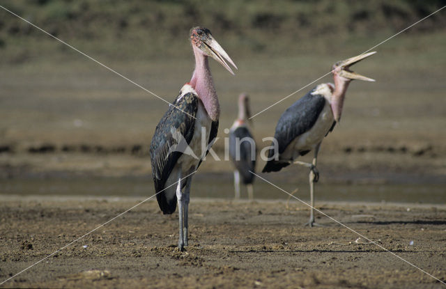 Afrikaanse Maraboe (Leptoptilos crumeniferus)