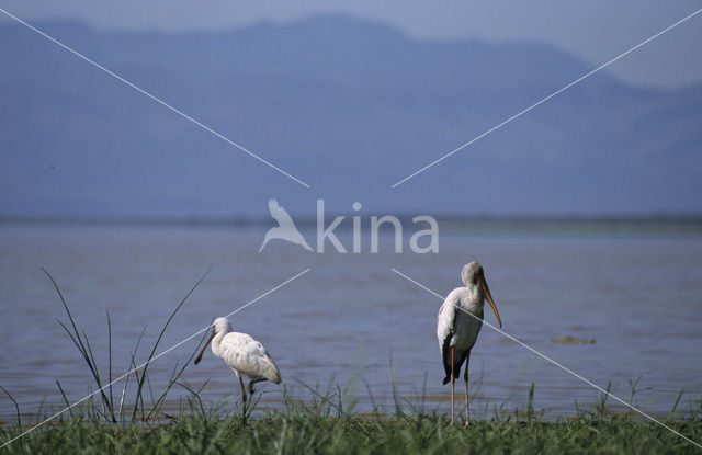 Afrikaanse Nimmerzat (Mycteria ibis)