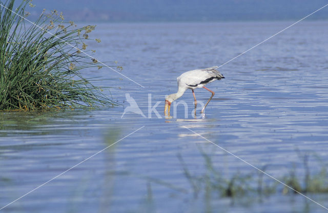 Afrikaanse Nimmerzat (Mycteria ibis)