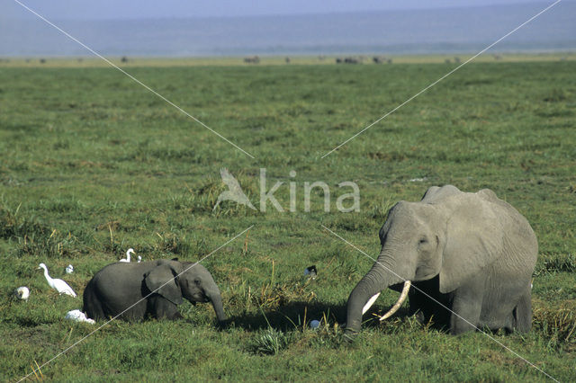 Afrikaanse olifant (Loxodonta africana)