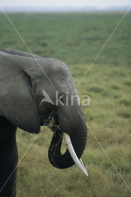 Afrikaanse olifant (Loxodonta africana)