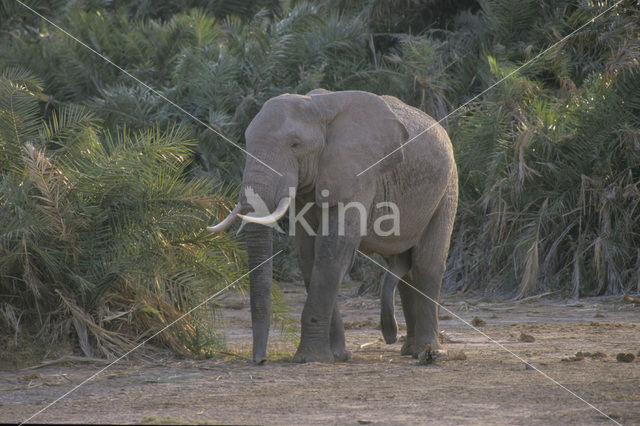 Afrikaanse olifant (Loxodonta africana)