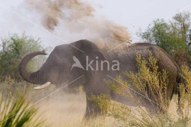 Afrikaanse olifant (Loxodonta africana)