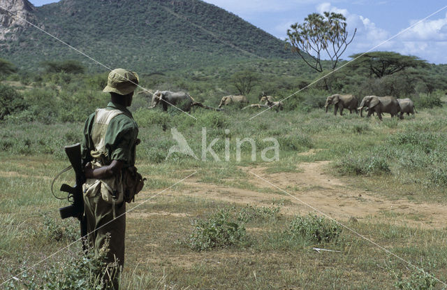 African elephant (Loxodonta africana)