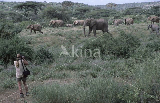 African elephant (Loxodonta africana)