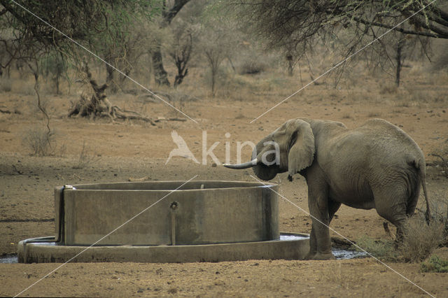 Afrikaanse olifant (Loxodonta africana)