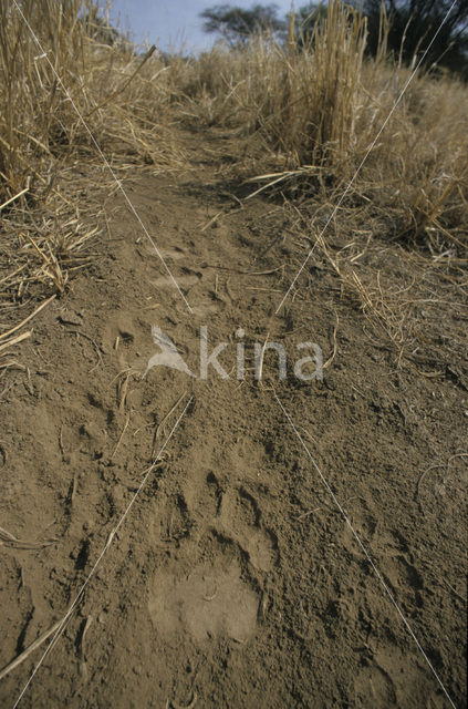 Afrikaanse witte leeuw (Panthera leo)