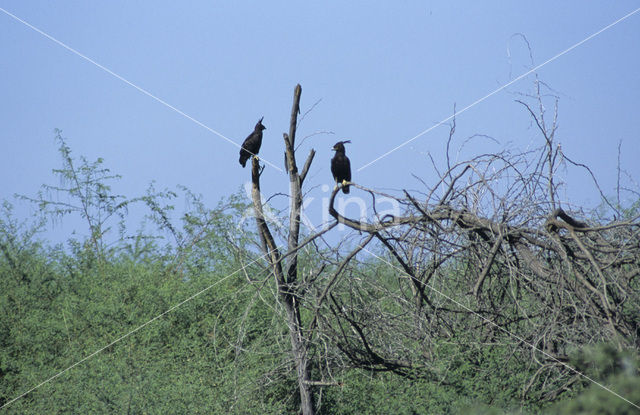 Afrikaanse zwarte kuifarend (Lophaetus occipitalis)