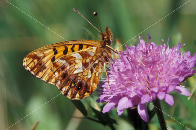 Akkerparelmoervlinder (Boloria dia)