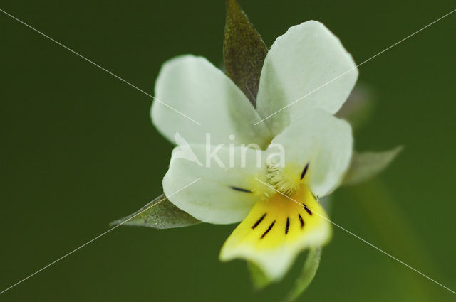 Akkerviooltje (Viola arvensis)