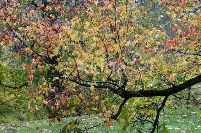 Amberboom (Liquidambar styraciflua)