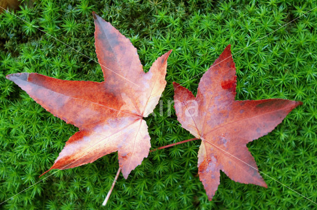 Amberboom (Liquidambar styraciflua)