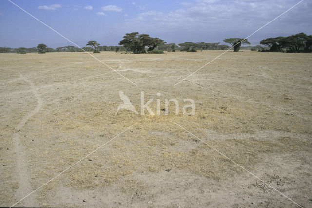 Amboseli National Park