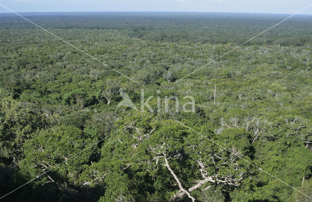 Arabuko Sokoke forest National Park