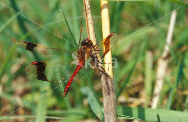 Bandheidelibel (Sympetrum pedemontanum)