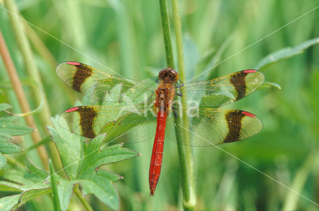 Bandheidelibel (Sympetrum pedemontanum)