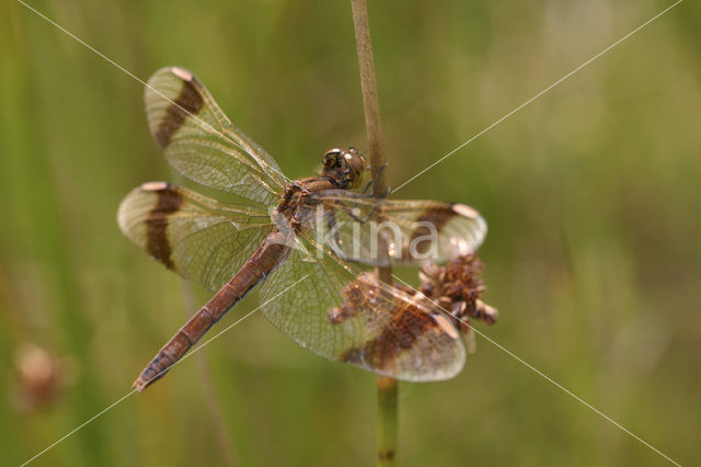 Bandheidelibel (Sympetrum pedemontanum)