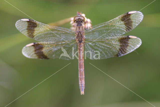 Bandheidelibel (Sympetrum pedemontanum)