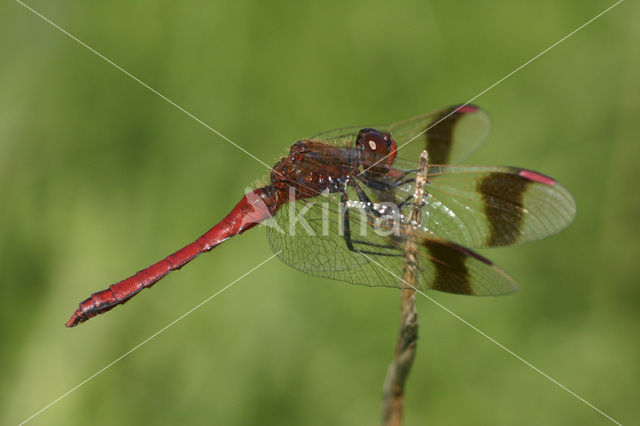 Bandheidelibel (Sympetrum pedemontanum)