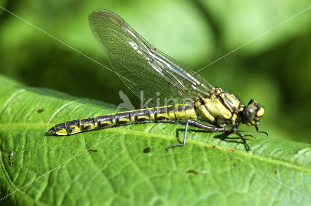 Beekrombout (Gomphus vulgatissimus)