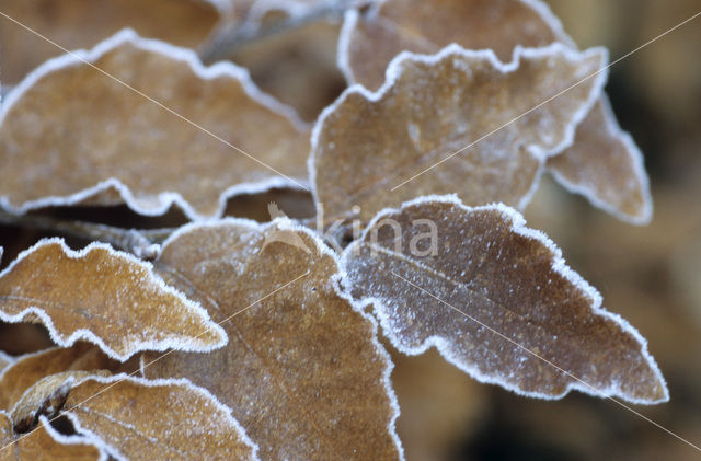 Beech (Fagus spec.)