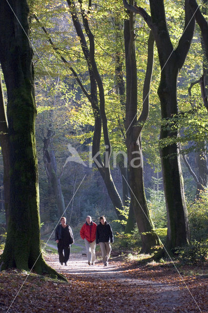 Beuk (Fagus sylvatica)