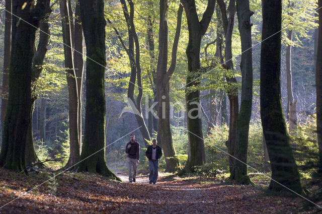 Beech (Fagus sylvatica)