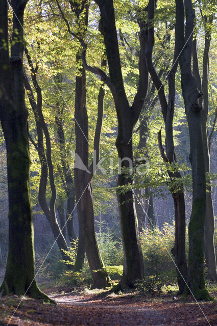 Beuk (Fagus sylvatica)