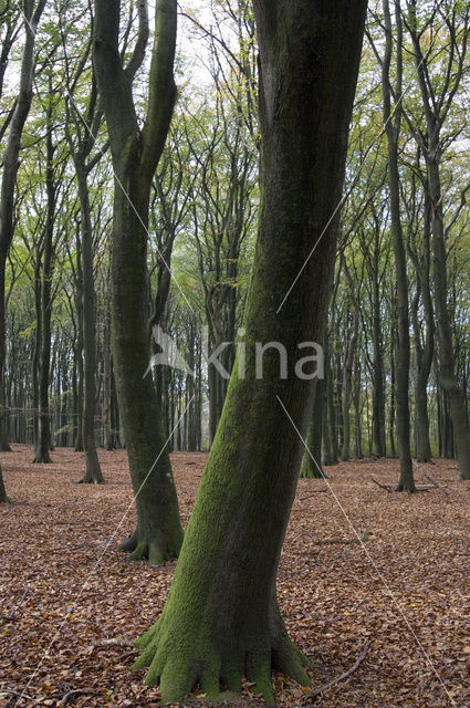 Beech (Fagus sylvatica)