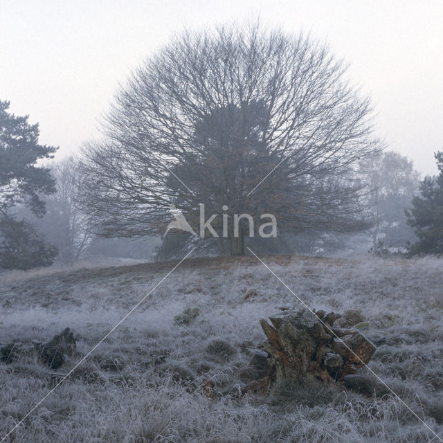 Beech (Fagus spec.)