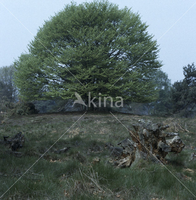 Beuk (Fagus spec.)