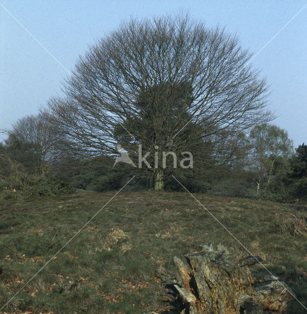 Beech (Fagus spec.)